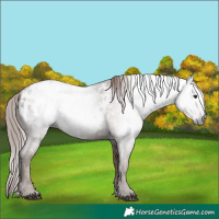 Horse Color:Gray Chestnut Appaloosa 