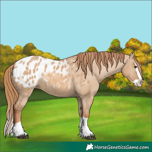 Horse Color:Red Dun Splash Appaloosa 