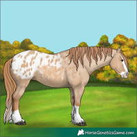 Horse Color:Red Dun Splash Appaloosa 