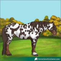 Horse Color:Liver Chestnut Near Leopard 
