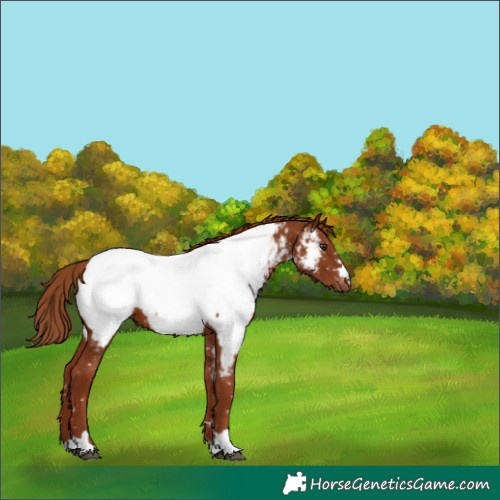 Horse Color:Chestnut Appaloosa 