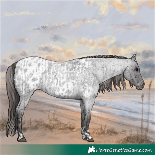 Horse Color:Smoky Blue Roan  and Smoky Blue Roan Appaloosa 