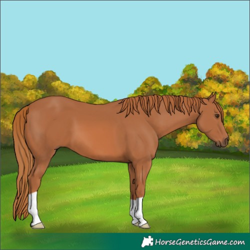 Horse Color:Chestnut 