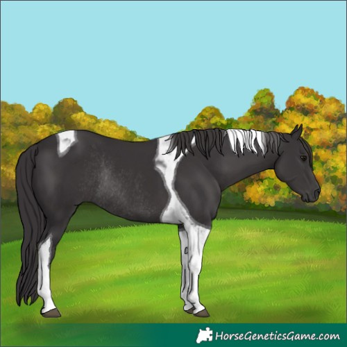 Horse Color:Smoky Black Tobiano Rabicano 