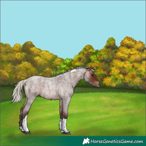 Horse Color:Unknown 