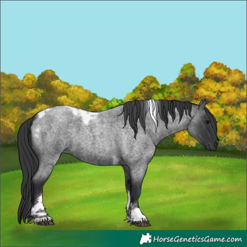 Horse Color:Blue Roan Tobiano