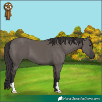 Horse Color:Smoky Grullo 