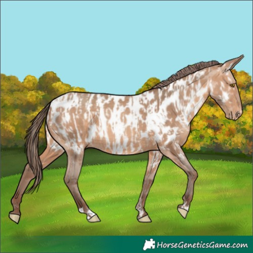 Horse Color:Amber Champagne Appaloosa  and Amber Champagne Appaloosa 