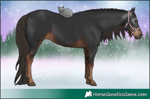 Horse Color:Gray White Spotted Liver Chestnut