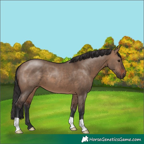 Horse Color:Brown Dun