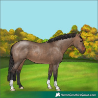 Horse Color:Brown Dun 
