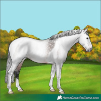 Horse Color:Gray Bay Tobiano