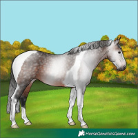 Horse Color:Gray Bay Tobiano 