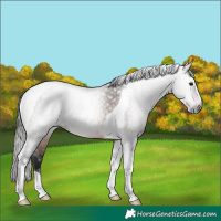 Horse Color:Gray Bay Tobiano