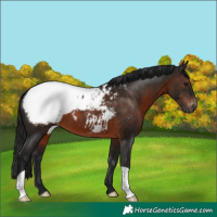 Horse Color:Gray Brown Snowcap 