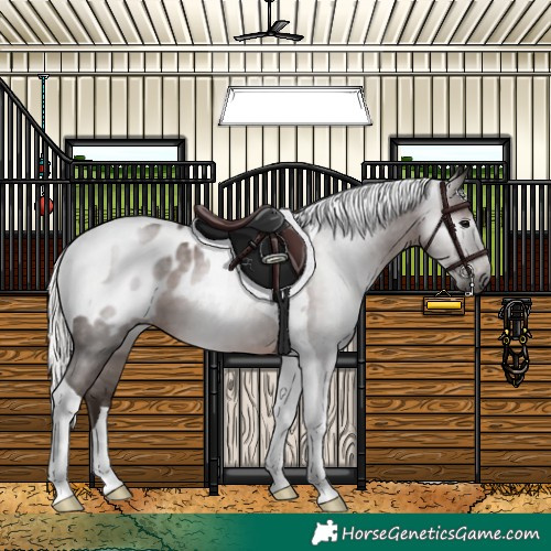 Horse Color:Gray Silver Black Tobiano Appaloosa