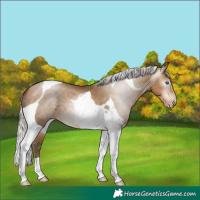 Horse Color:Gray Silver Buckskin Pearl Tobiano