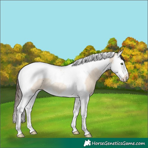 Horse Color:Amber Champagne Dun Splash Tobiano Rabicano 