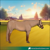 Horse Color:Red Dun 