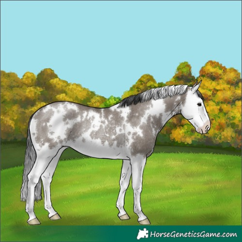 Horse Color:White Spotted Grullo Sabino Splash Rabicano 
