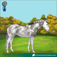 Horse Color:White Spotted Grullo Sabino Splash Rabicano 