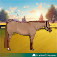 Horse Color:Red Dun 