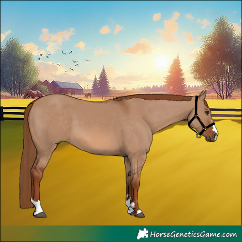 Horse Color:Red Dun 