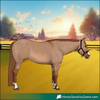 Horse Color:Red Dun 