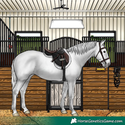 Horse Color:Gray Silver Smoky Grullo Splash Tobiano Appaloosa Rabicano 