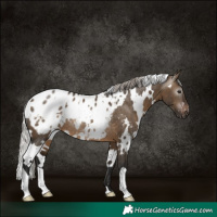 Horse Color:Gray White Spotted Silver Brown Dun Appaloosa Rabicano 