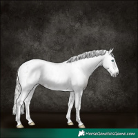 Horse Color:Gray Silver Grullo Splash Tobiano Rabicano 