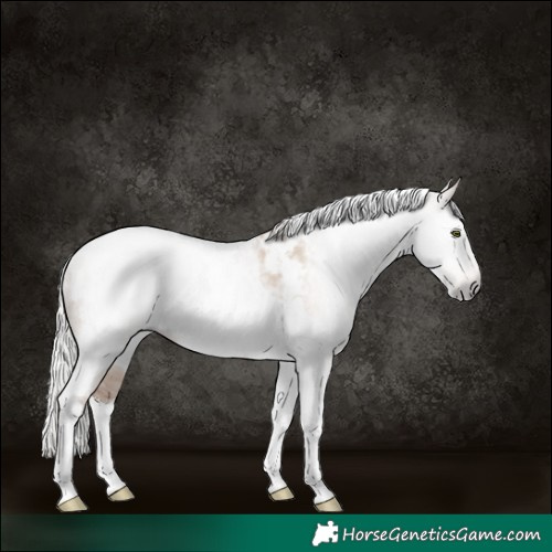 Horse Color:Gray White Spotted Silver Sable Champagne Dun Tobiano Blanket Rabicano