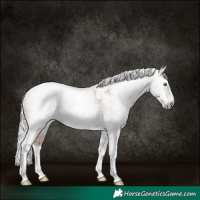 Horse Color:Gray White Spotted Silver Sable Champagne Dun Tobiano Blanket Rabicano