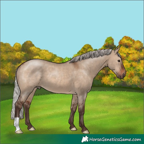 Horse Color:Silver Brown Dun 