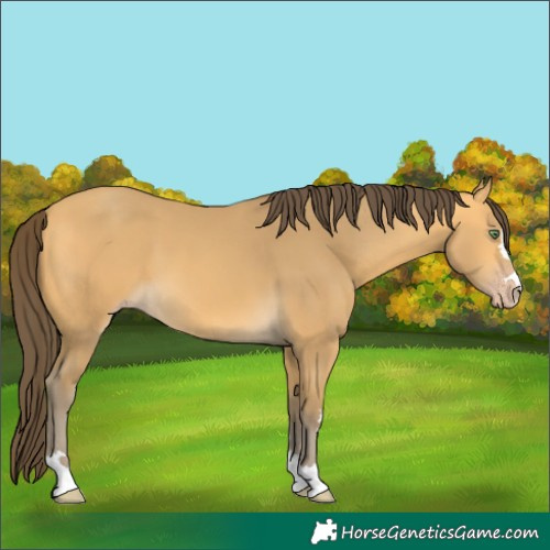 Horse Color:Amber Cream Champagne 