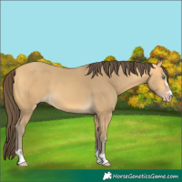 Horse Color:Amber Cream Champagne 