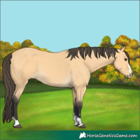 Horse Color:Buckskin 