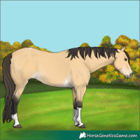 Horse Color:Buckskin Tobiano 