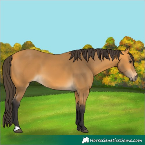 Horse Color:Buckskin 