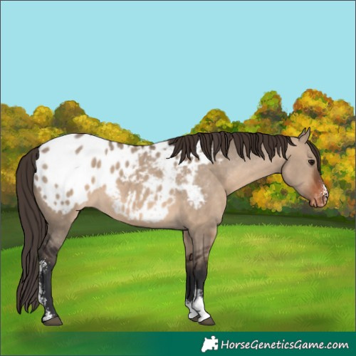 Horse Color:Brown Dun Sabino Appaloosa Rabicano 