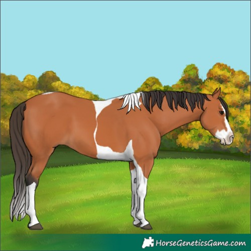 Horse Color:Bay Splash Tobiano