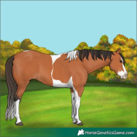 Horse Color:Bay Splash Tobiano