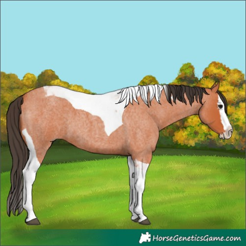 Horse Color:Bay Roan Splash Tobiano 