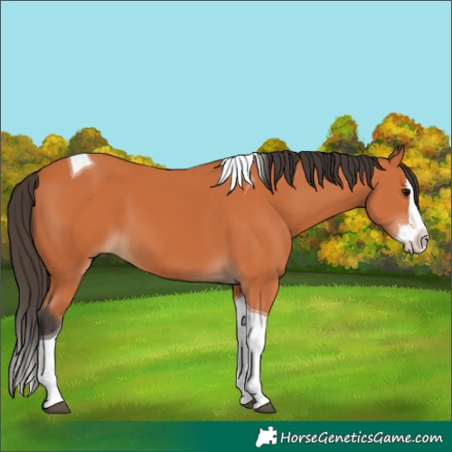 Horse Color:Bay Splash Tobiano 