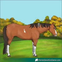 Horse Color:Bay Splash Tobiano