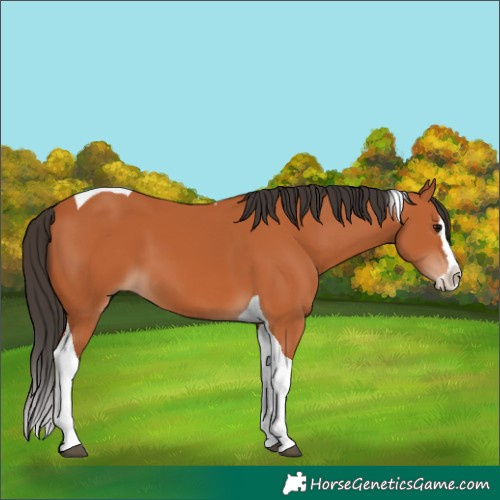Horse Color:Bay Splash Tobiano 