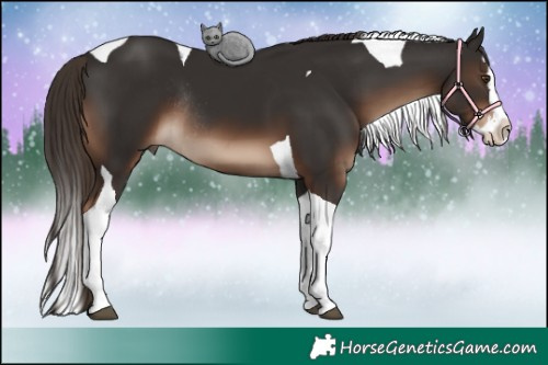 Horse Color:Liver Chestnut Splash Tobiano Rabicano 