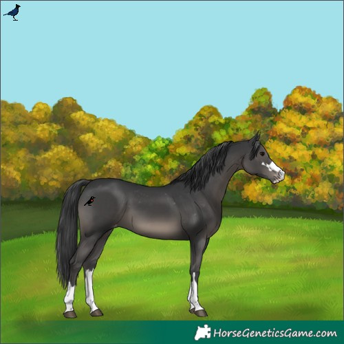 Horse Color:Black Appaloosa 