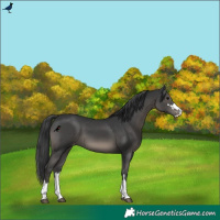 Horse Color:Black Varnish