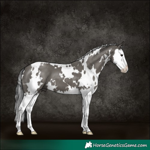 Horse Color:White Spotted Grullo Splash